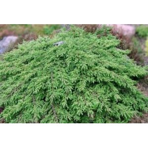 Juniperus communis 'Green Carpet' / Harilik kadakas 'Green Carpet'
